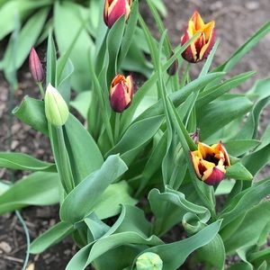 Meet your Posher, Aimee